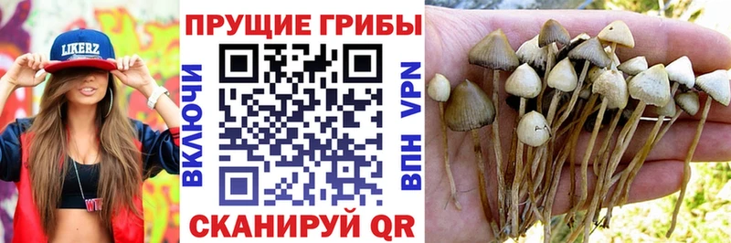 Галлюциногенные грибы MAGIC MUSHROOMS  купить наркотики цена  Зеленогорск 